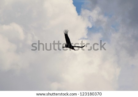 Wild Birds from Africa - A Secretary Bird in flight before an approaching storm during Namibia\'s rainy season and summer.