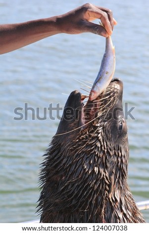 Wildlife from Africa - Cape Fur Seal - A Pilchard fish a day, keeps the doctor away