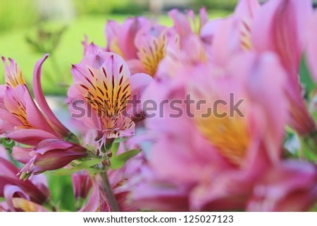 Flowers from Africa - Lion\'s Mouth.  A domesticated flower that inspires all that sees it.