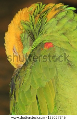 A Yellow-headed Parrot asleep.  Beautiful colors mystify the human mind.
