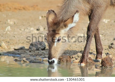 Wildlife from Africa - Waterbuck - A young cow comes in for a drink of water on a game ranch in Namibia.