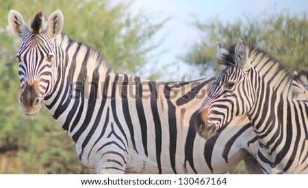 Burchell\'s Zebra as seen on a game ranch in Namibia - Two mares showing off their stripes and manes.