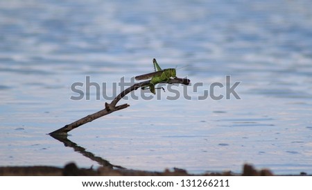 Green Grasshopper - African Insect - Hanging on to the edge of life.  This guy clings on for dear life.