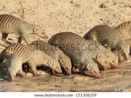 Banded Mongoose - African Mammals - Band of Banded Brothers drinking water with their close-knit family unit.  Photo taken on a game ranch in Namibia.