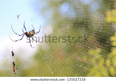 Wild Insects from Africa - Golden Orb Web Weaver Spider - Ambushing its prey whilst dangling from its complex web of super strength and invisible death.