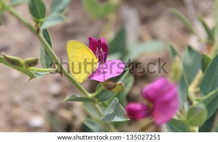 Wild flowers from Africa - Grape Vein - Yellow Monarch Butterfly on the Purple bloom of Summer Season