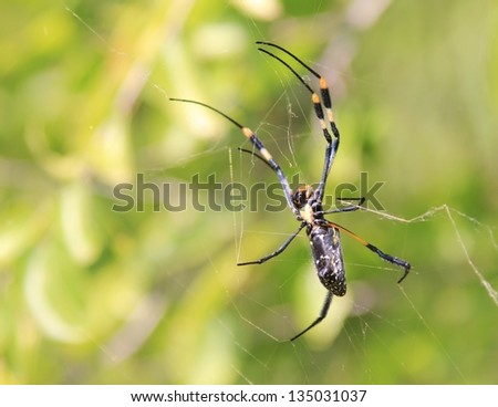 Wild Insects from Africa - Golden Orb Web Weaver Spider - A portrait of abstract art that captures the colors of life : Black, Yellow, Green and Red.
