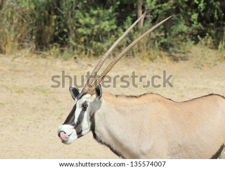 Oryx - Wildlife from Africa - An adult female licking her lips after having a drink of water on a game ranch in Namibia, Africa.