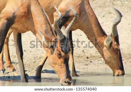 Hartebeest, Red - Wildlife from Africa - Two adult females having a drink of water close to sunset on a game ranch in Namibia, Africa.