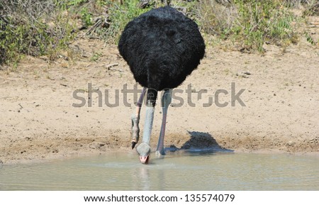 Ostrich - Wildlife from Africa - The Long Claw of a Male as he drinks water