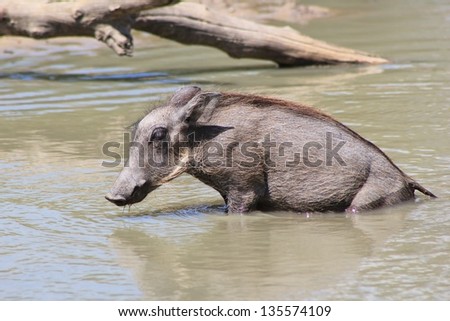 Warthog - Wildlife from Africa - A Piglet takes a shallow swim in order to cool off after a long hard day of foraging.