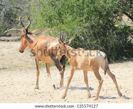 Hartebeest, Red - Wildlife from Africa - A cow and her calf walks away from a watering hole on a game ranch in Namibia, Africa.