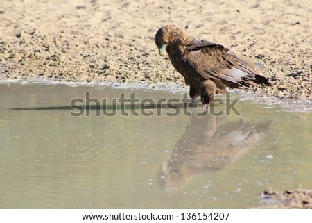 Eagle - African Wild Birds - Yes, one can only admire beauty, even if it means looking at one\'s own reflection