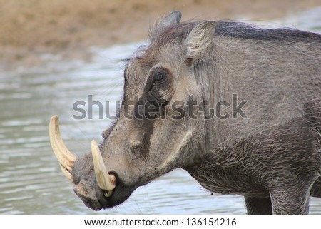 Warthog - African Wildlife - An old boar looks into the distance, dreaming of yesterday and the wonders of youth.