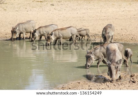 Warthog - African Wildlife - Two separate families share a watering hole on a game ranch in Namibia.  Social interaction is rare, but families are very close knit.