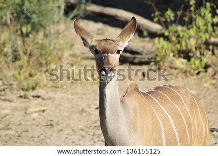 Kudu Antelope - Wildlife from Africa - A cow turns her ears towards the sides, picking up on noise and distinguishing between good and bad sounds, keeping her alive ultimately.