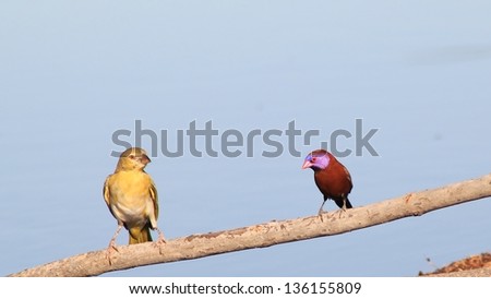 Waxbill and Finch - Wild birds from Africa - Super colors from the paintbrush that only Mother Earth can use.