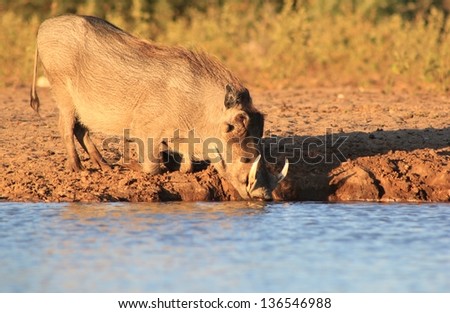Warthog - Wildlife from Africa - Portrait of a male with warts and tusks protruding.  Water is life and life is bliss.