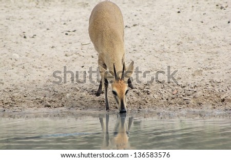 Duiker - Wildlife from Africa - This shy recluse is not easy to take a photo off, yet thirst drove this guy to a watering hole where he was permanently captured on a digital microchip.