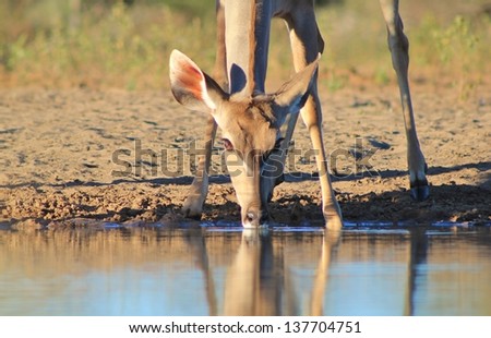 Kudu Antelope - Wildlife from Africa - An adult cow drinks water with her reflection on the clear, blue water.