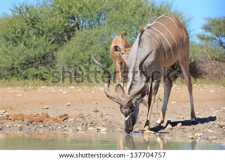 Kudu Antelope - Wildlife from Africa - A bull drinks water on a game ranch in Namibia, horns and body stripes clearly visible for all to admire.