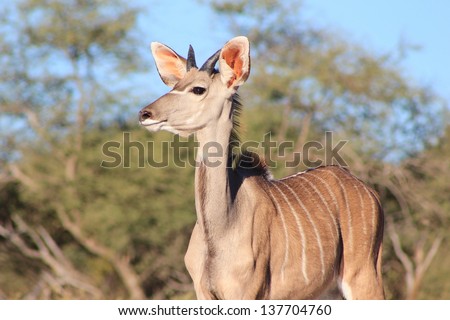 Kudu Antelope - Wildlife from Africa - A young bull stares into the distance, with large ears and body markings visible for all to admire.