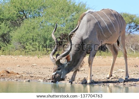 Kudu Antelope - Wildlife from Africa - A blue bull drinks water with spiral horns visible.  The Grey Ghost is his other name.