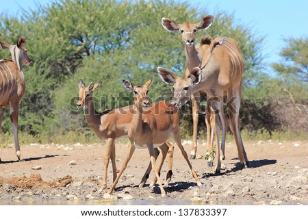 Impala and Kudu Antelope - Wildlife from Africa - A Kudu cow make sure that the Impala lamb is not her own calf as both species visit a watering hole in Namibia.