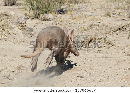 Aardvark - Wildlife from Africa - The very rarely seen Aardvark running from the photographer.  This animal is nocturnal and hardly seen at all, except in a zoo.  This photo was taken in the wild.
