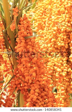 Dates, Fruit and Tree - Shades of yellow.  Golden fruit hang from green Palm leaves, almost ready for harvesting.
