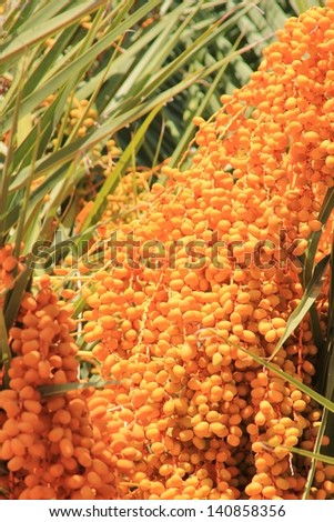 Dates, Fruit and Tree - A waterfall of yellow sweet fruit.
