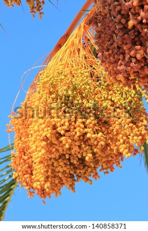 Dates, Fruit and Tree - Portrait of Natural Color and Life.  Various stages of ripeness is indicated by green, yellow and then rust.  A crisp blue sky act as background.