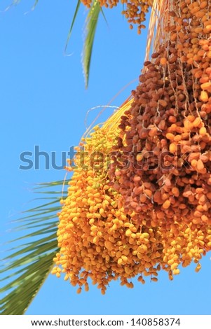 Dates, Fruit and Tree - With a crisp blue sky as background, this vine of golden fruit is an industrial food revelation.