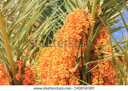 Dates, Fruit and Tree - With green palm leaves as background, the delicious golden fruit balls hang in vines, ready for picking.