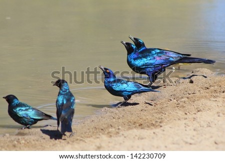 Starling, Glossy and Black-eared - Wild and Free Birds from Africa - Fine Feathered Friends.  Photographed in Namibia.