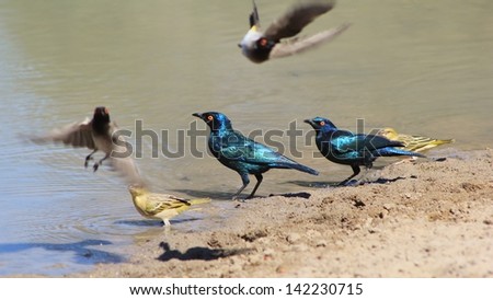 Starling, Glossy and Black-eared - Wild and Free Birds from Africa - Birds gather around a vital watering hole to quench their thirst.  Photographed in Namibia.