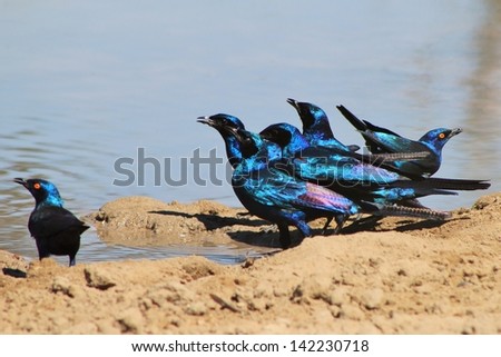 Starling, Glossy and Black-eared - Wild and Free Birds from Africa - Flock of Feathered Friends.  Photographed in Namibia.