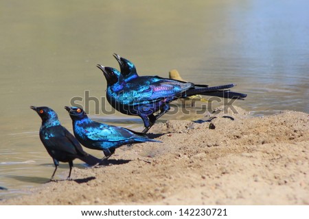 Starling, Glossy and Black-eared - Wild and Free Birds from Africa - Shining Gloss of Purple and Blue.  Photographed in Namibia.