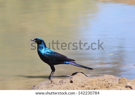 Starling, Black-eared - Wild and Free Birds from Africa - Posing with Pride.  Color and Blues from Namibia.