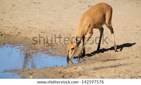 Duiker, Common Southern - Wildlife from Africa - This very shy ram drinks crisp blue water on a game ranch in Namibia.