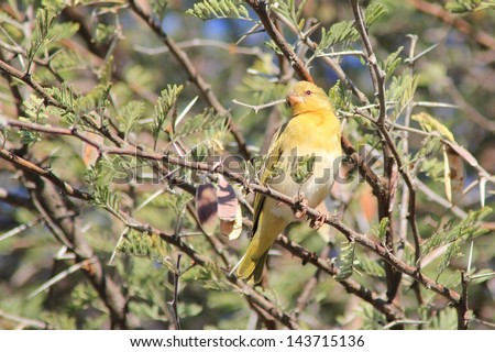 Yellow Finch - Wild Birds from Africa - Yellow and White plumage inspires and captivates the eye as this little Finch poses on a thorn bush branch in Namibia.