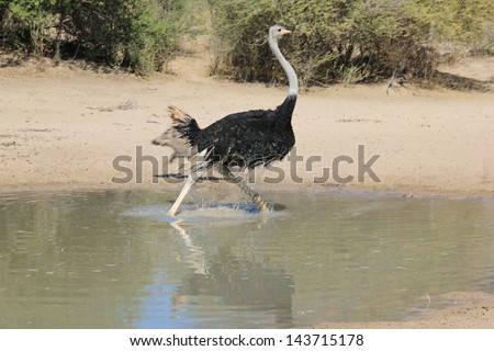 Ostrich - Wild Birds and Wildlife from Africa - Making a run for it to escape danger.  Photographed in Namibia.