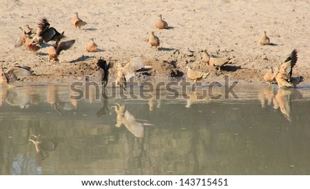 Grouse, Namaqua - Wild Game Birds from Africa - A flock drinks water on a game ranch in Namibia.