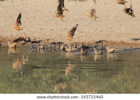 Grouse, Namaqua - Wild Game Birds from Africa - A timely morning drink of water sees large flocks gather.  Photographed in Namibia.