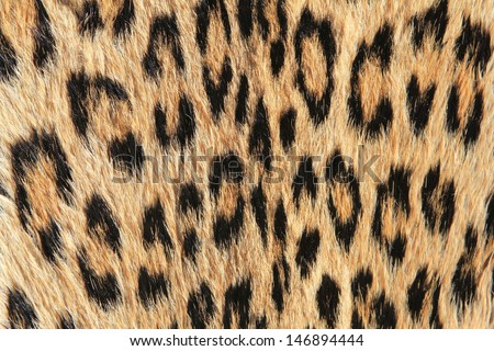 Leopard Skin - Real skin and pattern from Wild Africa, photographed in Namibia - Spots for all.  A close-up of natural camouflage and modern day fashion inspiration.