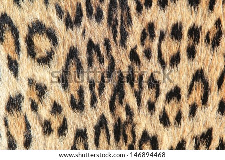 Leopard Skin - Real skin and pattern from Wild Africa, photographed in Namibia - Rosettes of Golden background and modern day fashion inspiration.