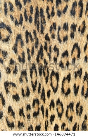 Leopard Skin - Real skin and pattern from Wild Africa, photographed in Namibia - Unique background of golden spots and rosettes.