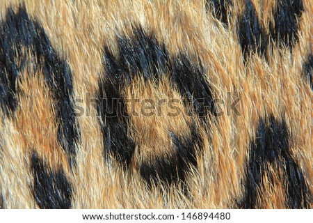 Leopard Skin - Real skin and pattern from Wild Africa, photographed in Namibia - Close-up of a Rosette.