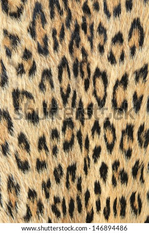 Leopard Skin - Real skin and pattern from Wild Africa, photographed in Namibia - Unique and Beautiful background setting of golden shine and inspirational camouflage.