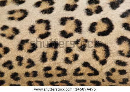 Leopard Skin - Real skin and pattern from Wild Africa, photographed in Namibia - A gorgeous portrait of real spots and rosettes that inspire the modern day world.